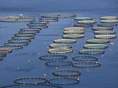 海水养殖网 - 安平县方海金属网制造有限公司图片3